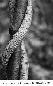Three intertwined branches, black and white photo. 