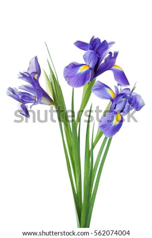 Three iris flowers isolated on white background, beautiful spring plant.