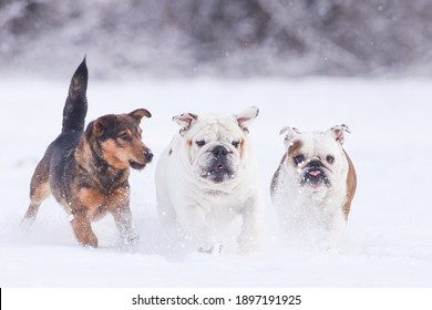 Three isolated dogs having fun in the snow on a cold winter day