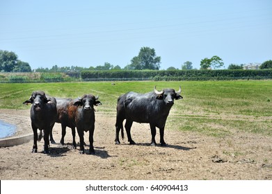 Italian buffalo Images, Stock Photos & Vectors |