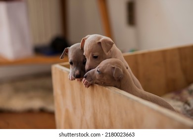 Three Italian Greyhound Puppies Peeking Out Of A Wooden Box