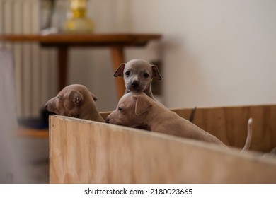 Three Italian Greyhound Puppies Peeking Out Of A Wooden Box