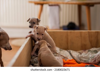 Three Italian Greyhound Puppies Peeking Out Of A Wooden Box