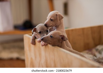 Three Italian Greyhound Puppies Peeking Out Of A Wooden Box