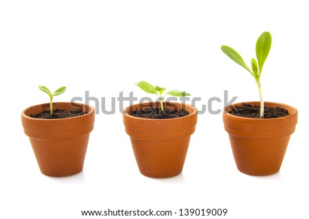 Three jars with growing plants isolated over white
