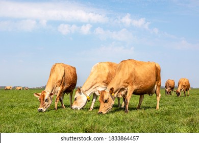 Three  Jersey cows graze in a meadow, seen from the front, full in view, sky as background in a landscape