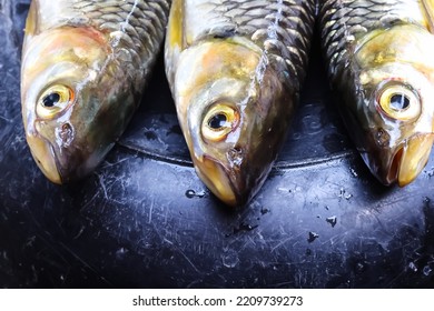 Three jullien's dud carp head (Henicorhynchus siamensis) on background
 - Shutterstock ID 2209739273