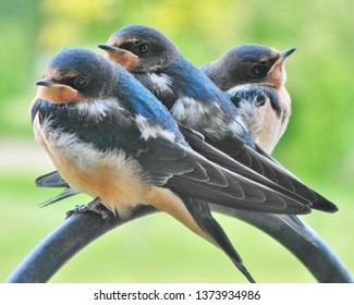 Three Juvenile Swallows Perched On A Wrought Iron Shepherds Hook.