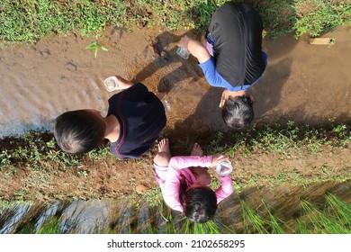 Three Kids Playing And Catching Small Fish On The Shallow Ditch