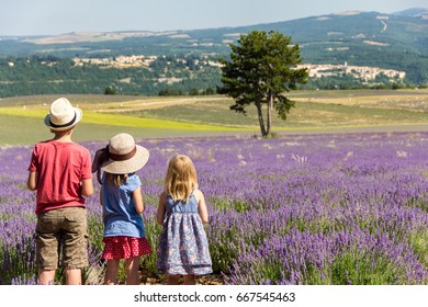 Three Kids In A Row - Family Holidays In Provence - Observing Lavender Fields 