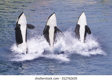 Three Killer Whales (Orcinus Orca) Jumping Out Of Blue Water