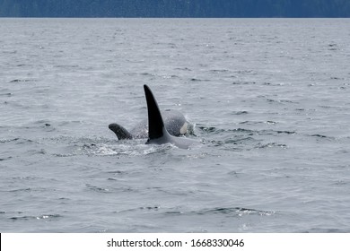 Three Killer Whales In Tofino With The Fin Above Water, View From Boat On Two Killer Whale