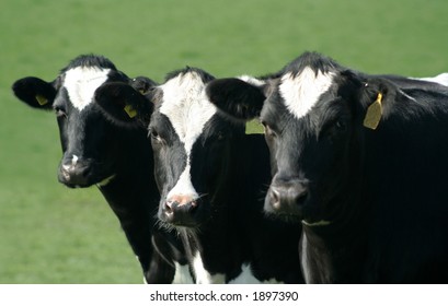 Three Of A Kind, Black And White Dairy Cows