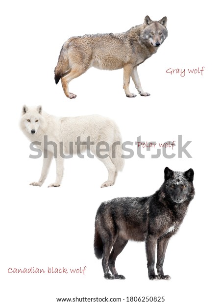 Three Kinds Wolves Isolated On White Stock Photo 1806250825 | Shutterstock