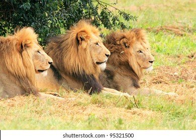 Three kings of the jungle