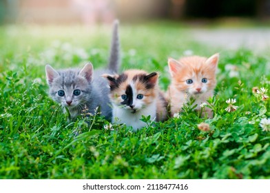 Three kittens of different colors on the grass - Powered by Shutterstock