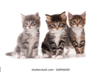 Three Kittens Isolated On White