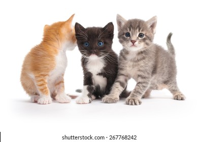three kittens isolated on white background