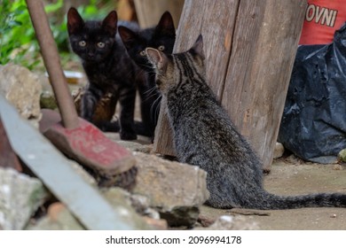 Three Kittens Looking At Each Other In A Messy Yard