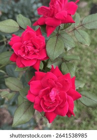 Three Knockout Roses in Bloom
