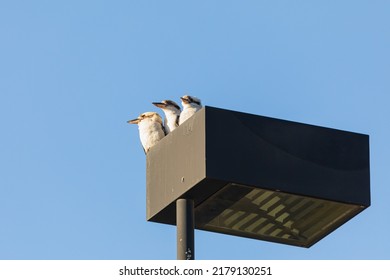 Three kookaburras on a lightpole