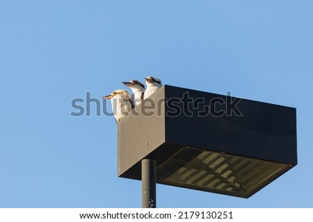 Three kookaburras on a lightpole