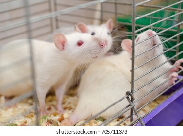 Three Laboratory Rats In A Cage, Selective Focus On One Of The Rats