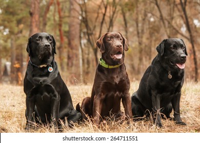 21,262 Female Labrador Retriever Images, Stock Photos & Vectors ...