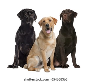 Three labrador sitting, isolated on white