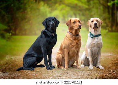 Three labradors, black, yellow, and fox red, posing in the forest and two of them looking towards the camera.   - Powered by Shutterstock
