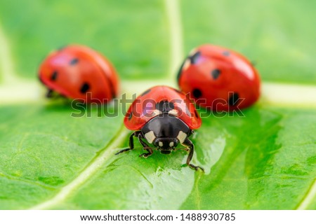 Three ladybugs on the green leaf after rain