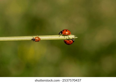 Three ladybugs are on a leaf. The ladybugs are red and black