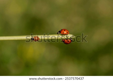 Three ladybugs are on a leaf. The ladybugs are red and black