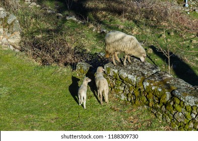 Three Lambs Grazing Along A Stone Wall. Northern Portugal.
