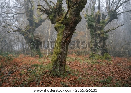 Three large ancient oak trees in an ancient native Atlantic forest near Lugo Galicia