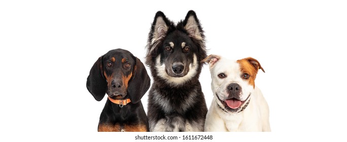 388 Dog Png Stock Photos, Images & Photography | Shutterstock