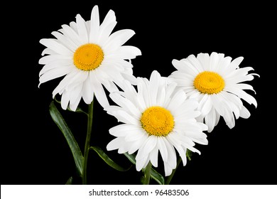 Three large daisy isolated on a black background