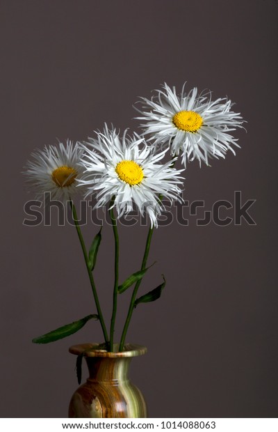 Three Large Decorative Garden Daisies Vase Stock Photo Edit Now