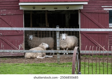 Three large domestic woolly sheep in a red wooden barn door opening. There's a green grassy patch in front of the building. A wooden and wire fence encloses the farm animals and there's a vintage rake - Powered by Shutterstock