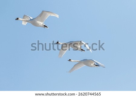 Three large and elegant white bird flying, mute swan, Cygnus olor in flight, wings spread