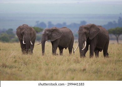 7,977 Three Elephants Images, Stock Photos & Vectors | Shutterstock