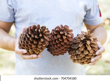 Three large pine cones in the hand