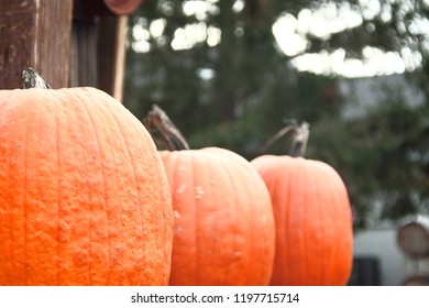 Three large pumpkins in a row in the left side of the frame