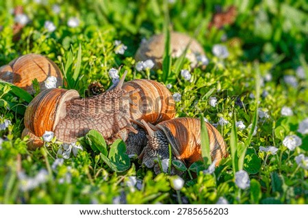 Three large Roman snails crawl slowly through vibrant green grass dotted with small white daisy flowers.