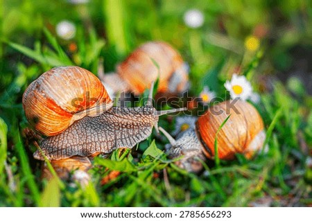 Three large Roman snails crawl slowly through vibrant green grass dotted with small white daisy flowers.