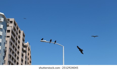 Three Large-billed Crows (Corvus macrorhynchos) perching on a light pole right outside the Enoshima Station, Kanagawa, Japan with two Black Kites (Milvus migrans) flying in the background.