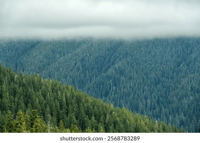 Three Layers Of Trees and Clouds Over Hoh Rainforest in Olympic National Park