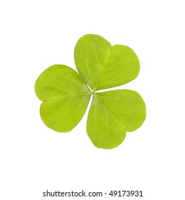 Three Leaf Clover