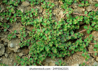 Three leaf clover for background.