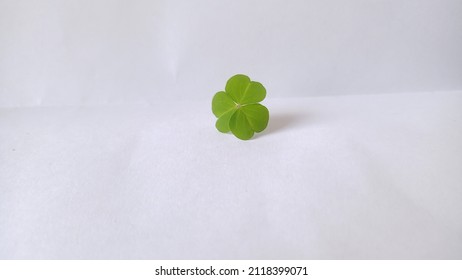 A Three Leaf Clover with a white background  - Shutterstock ID 2118399071